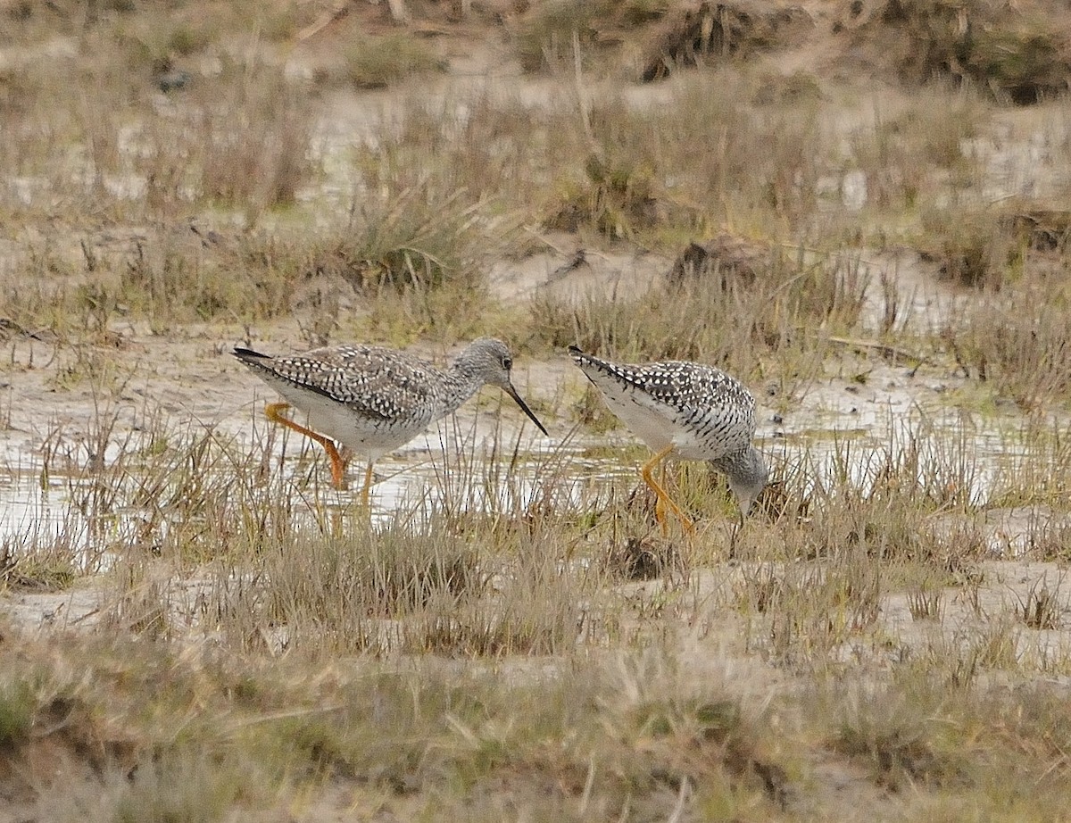 Lesser/Greater Yellowlegs - John Gordinier