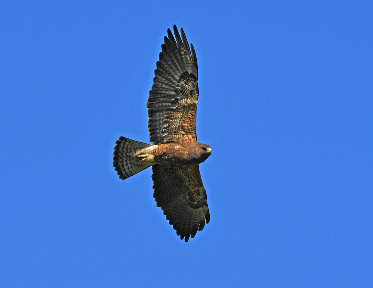 Swainson's Hawk - Julianne Elliott