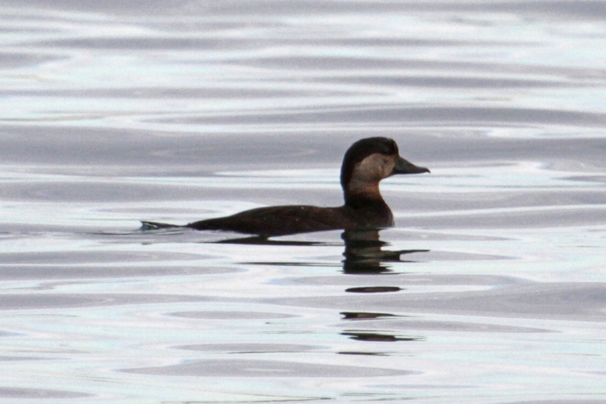 Black Scoter - Jamie Chavez