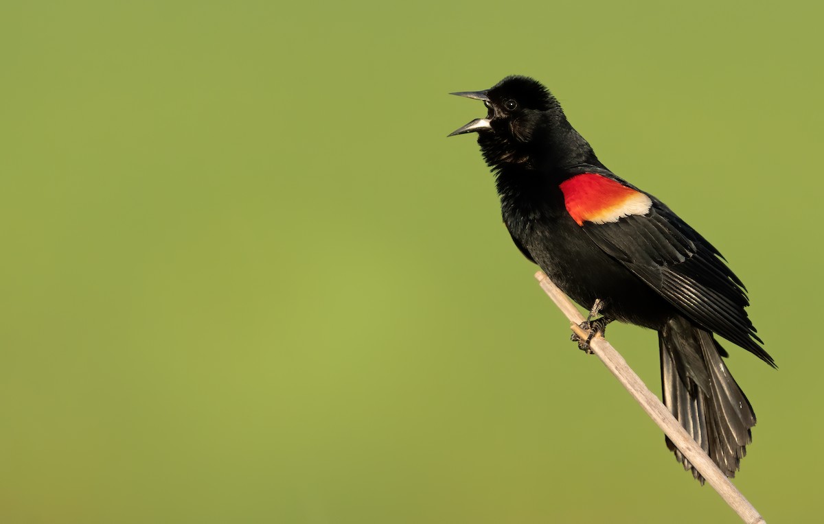 Red-winged Blackbird - Jason Barham