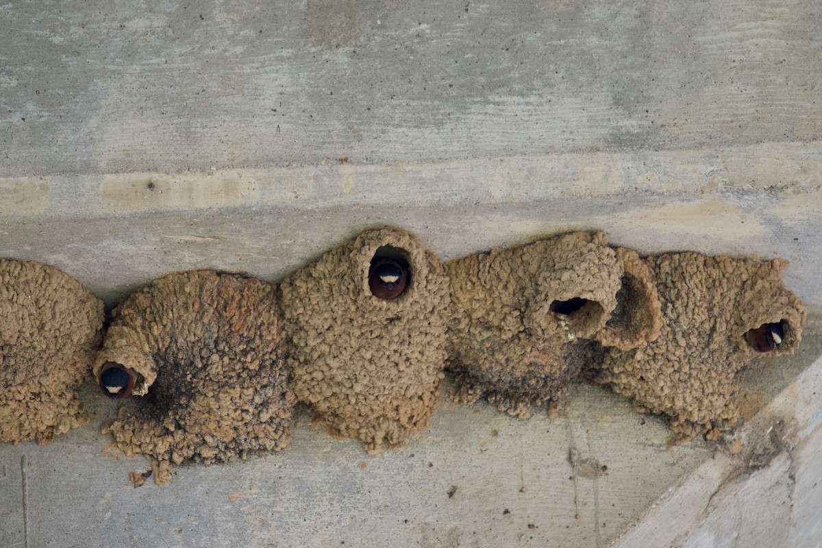 Cliff Swallow - ML227780261