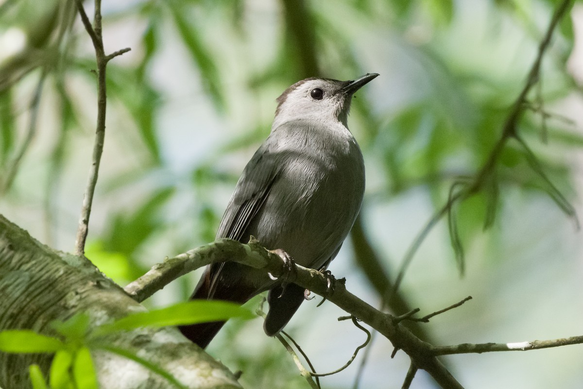 Gray Catbird - Jay Sliwinski 🦤