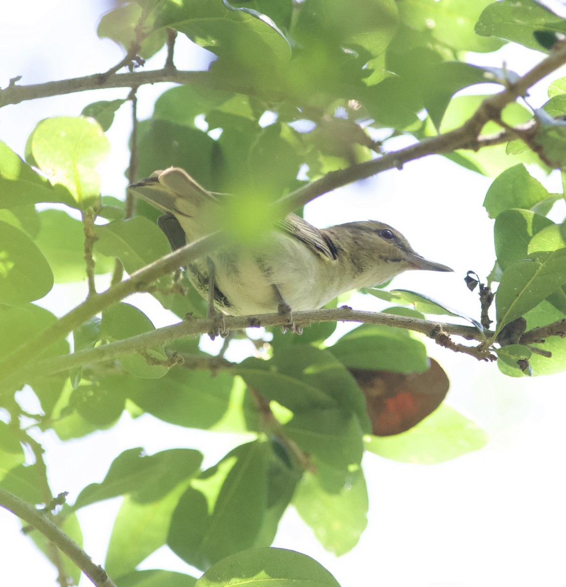 Black-whiskered Vireo - Brandon Nidiffer