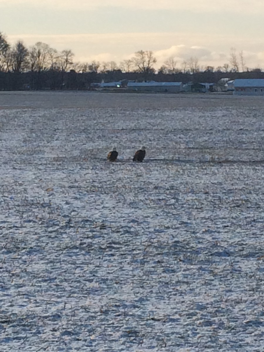 Bald Eagle - ML22778591