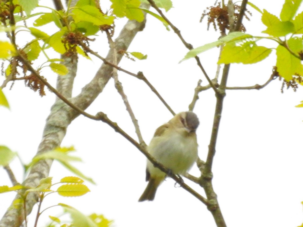 Red-eyed Vireo - ML227786231