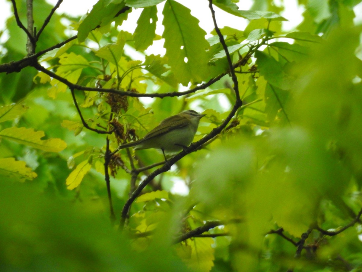 Red-eyed Vireo - ML227786241