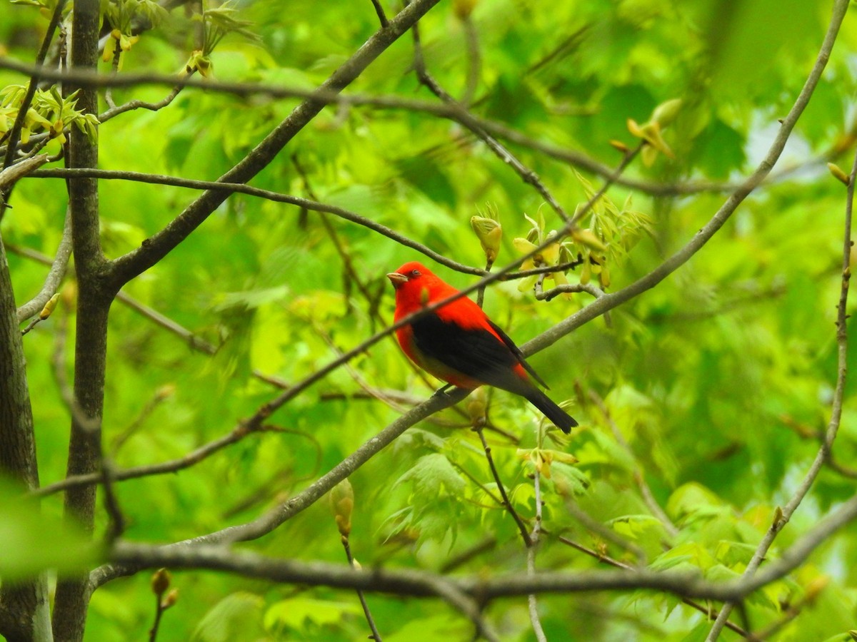 Scarlet Tanager - ML227786441