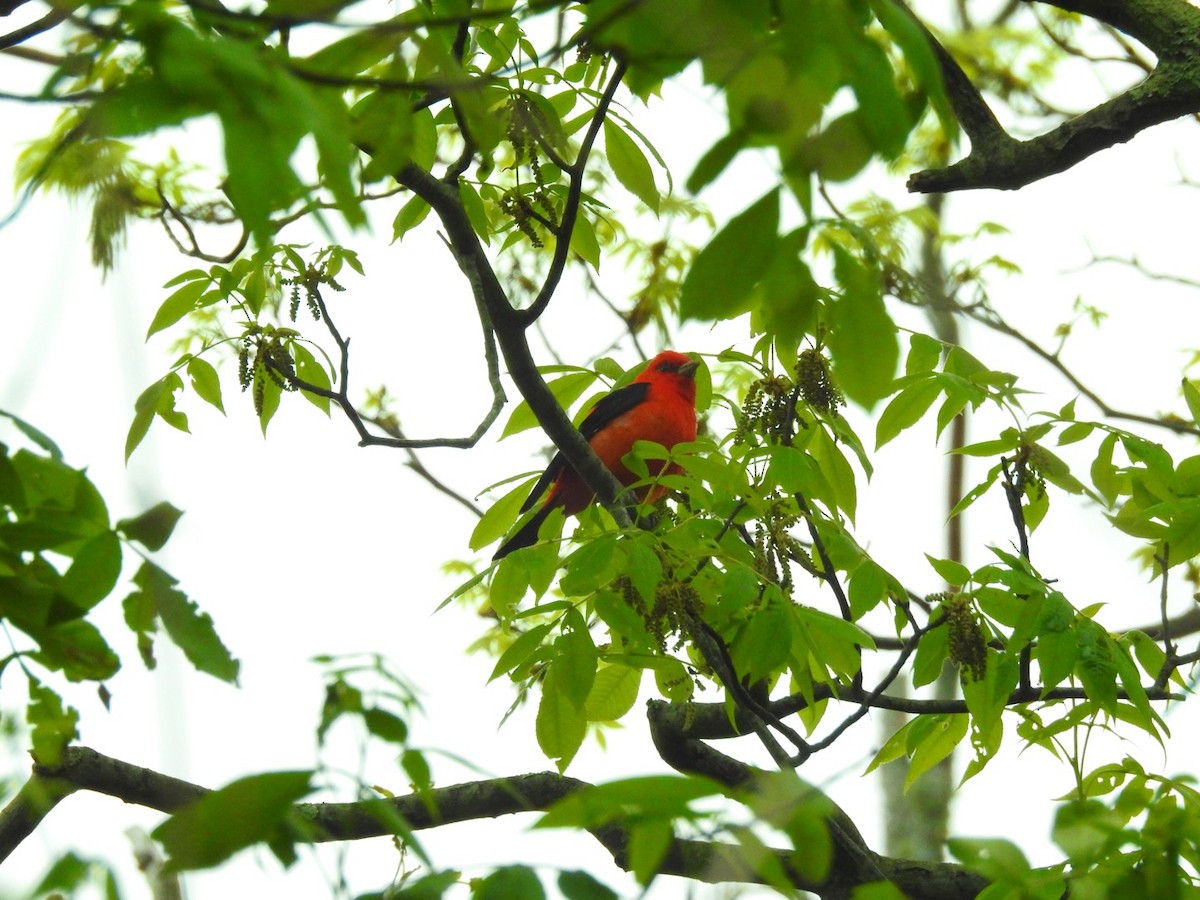 Scarlet Tanager - ML227786451