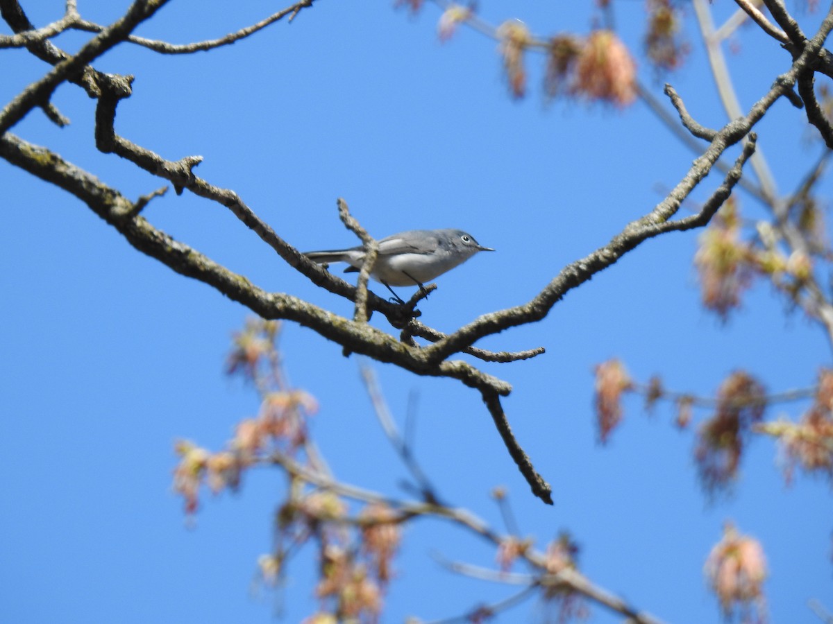 Blue-gray Gnatcatcher - ML227787251