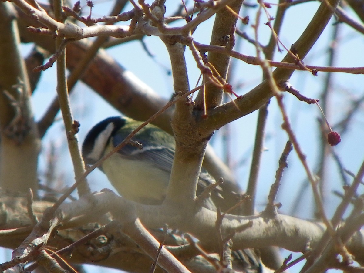 Great Tit - ML227787541