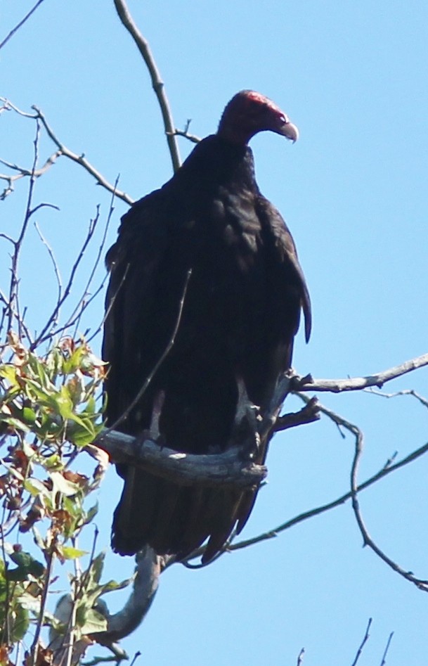 Turkey Vulture - ML227787821