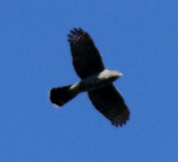 Cooper's Hawk - ML227787901