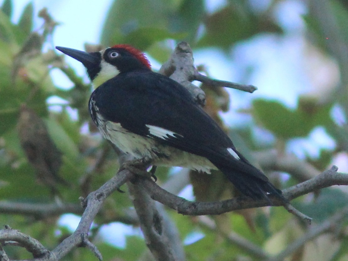 Acorn Woodpecker - ML227787991