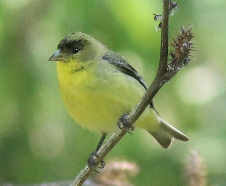 Lesser Goldfinch - ML227788231