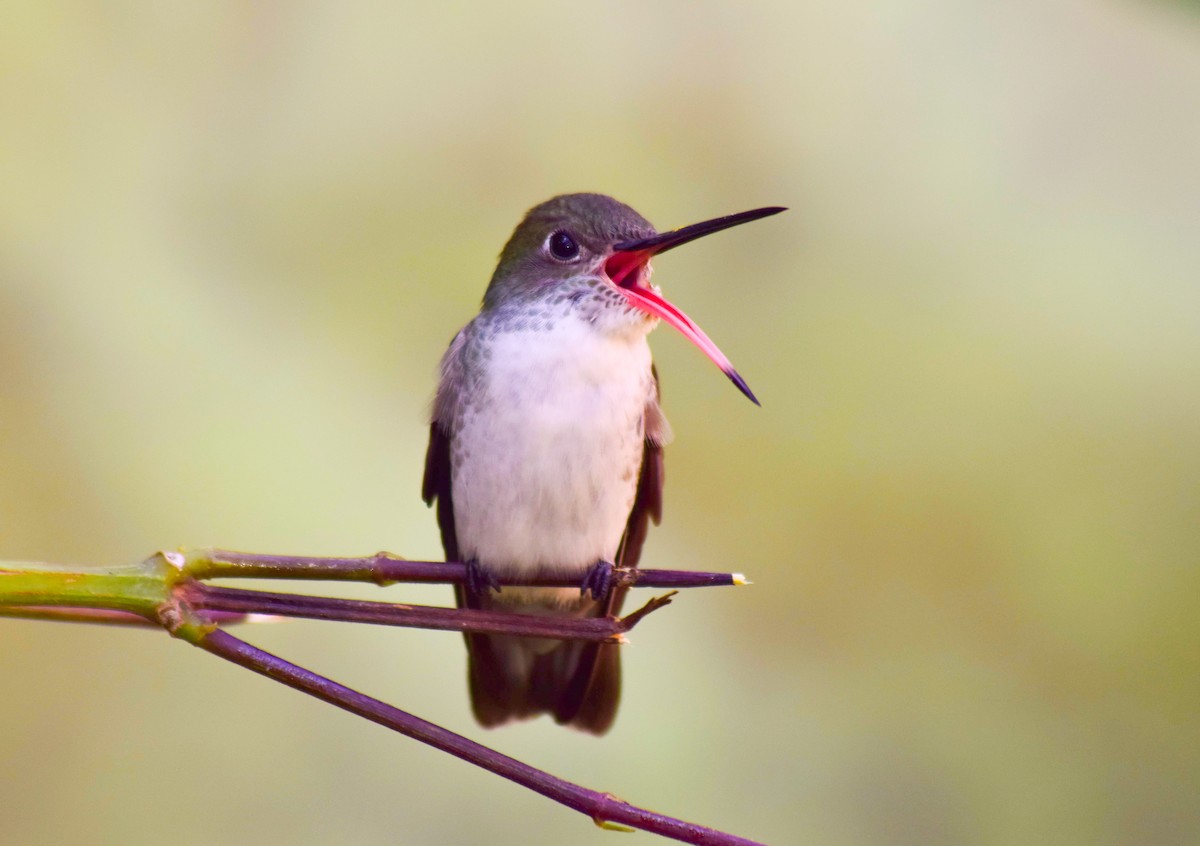 White-bellied Hummingbird - Susana Baño