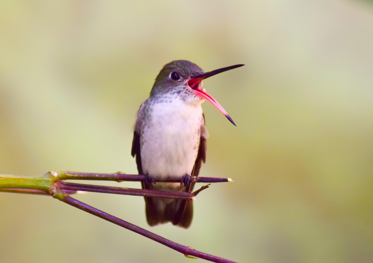 White-bellied Hummingbird - ML227790181