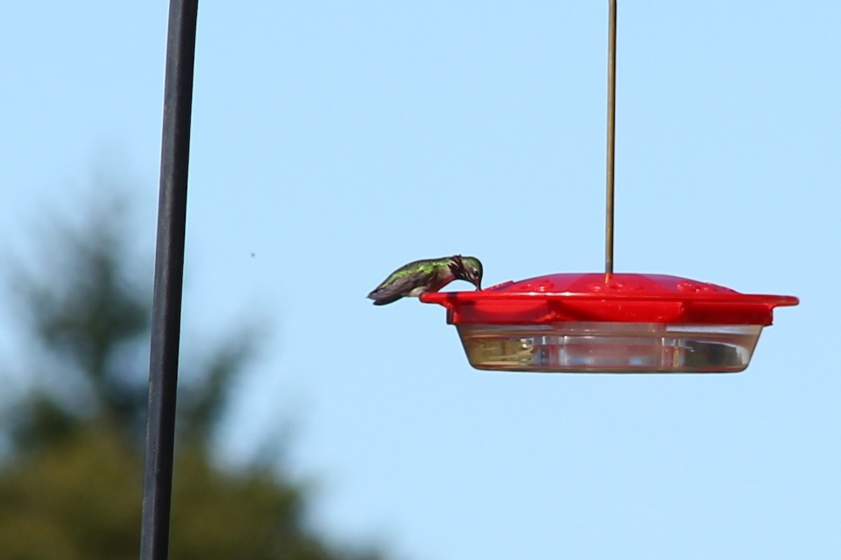 Calliope Hummingbird - ML227790211