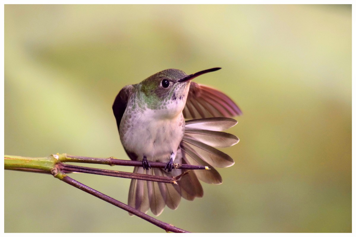 kolibřík bělobřichý - ML227790351