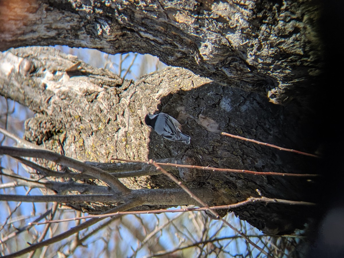 brhlík běloprsý - ML227792521