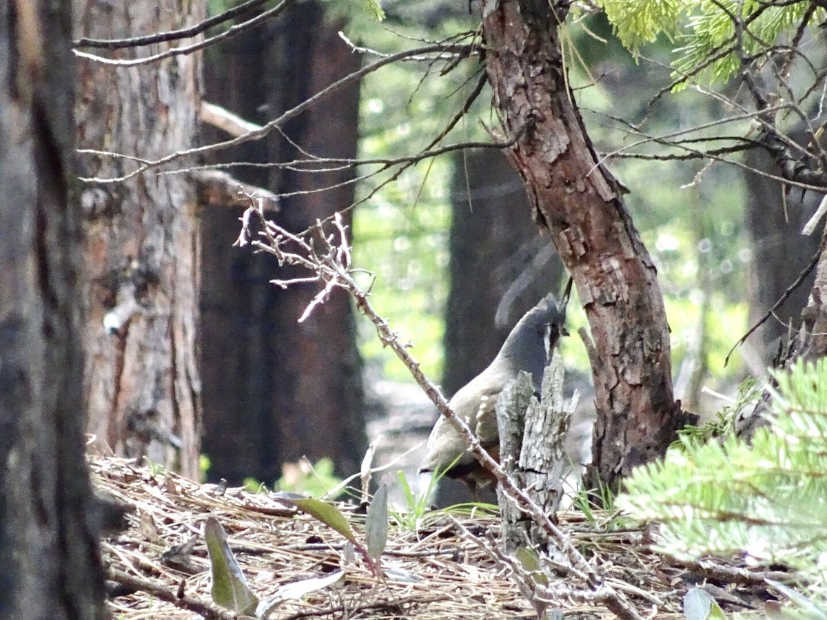 Mountain Quail - ML227793531