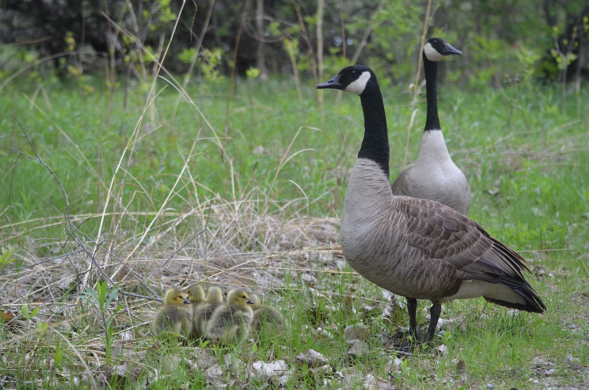 Bernache du Canada - ML227793551