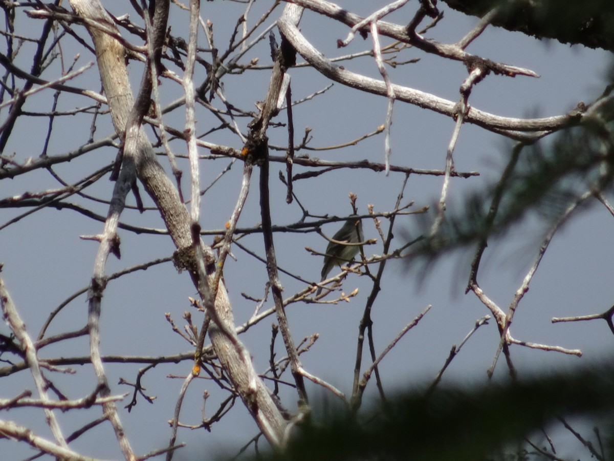 Dusky Flycatcher - ML227793561