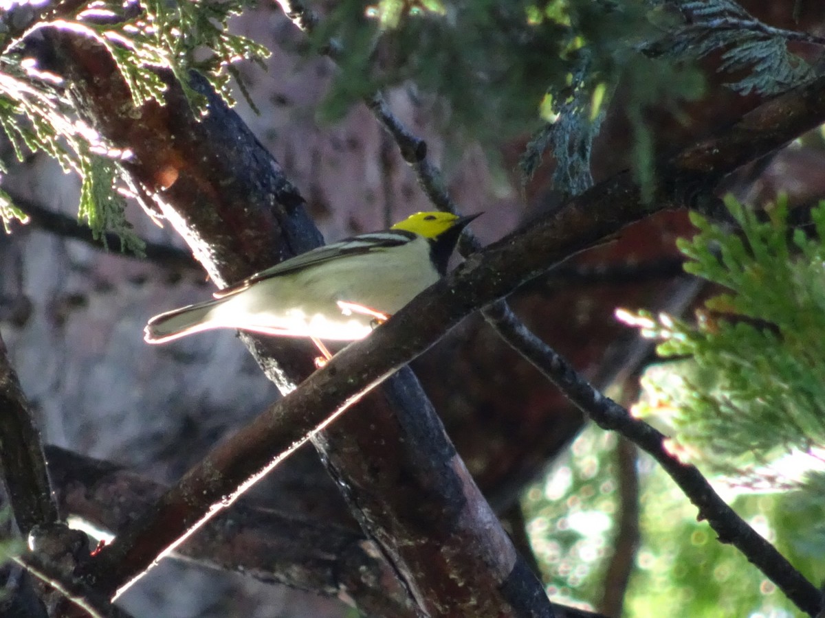 Hermit Warbler - ML227793711