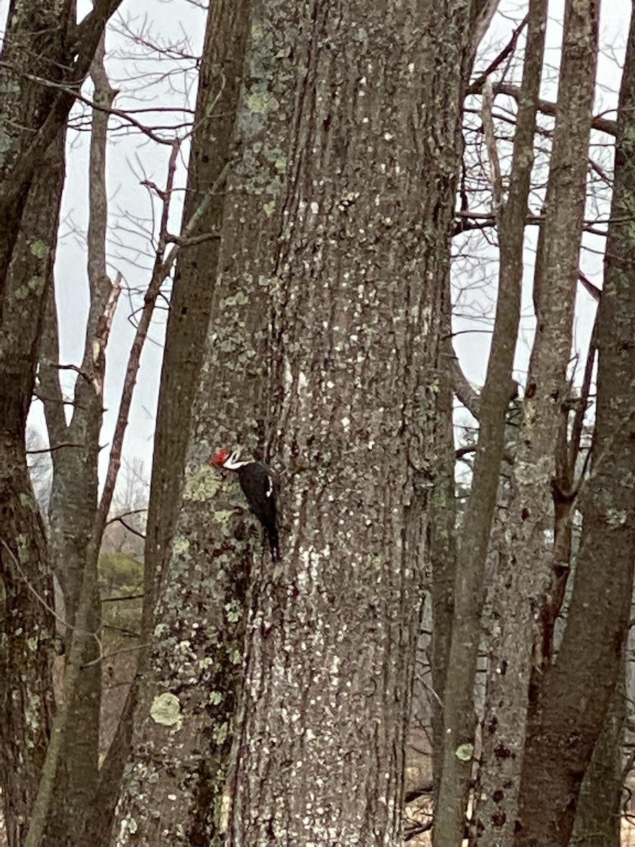 datel chocholatý - ML227793771