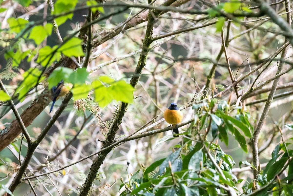 Taiwan Vivid Niltava - ML227794501