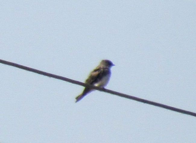 swallow sp. - ML22779481