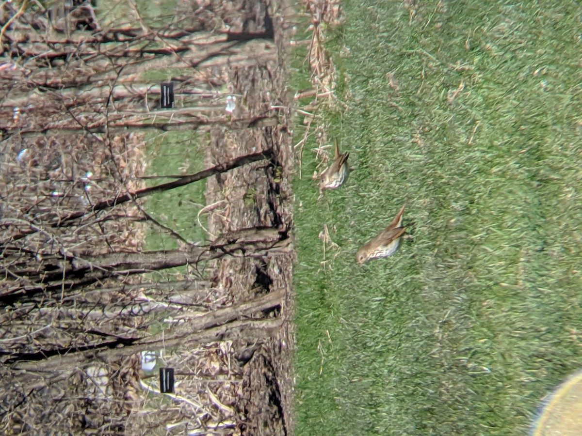 drozd rezavoocasý - ML227795231