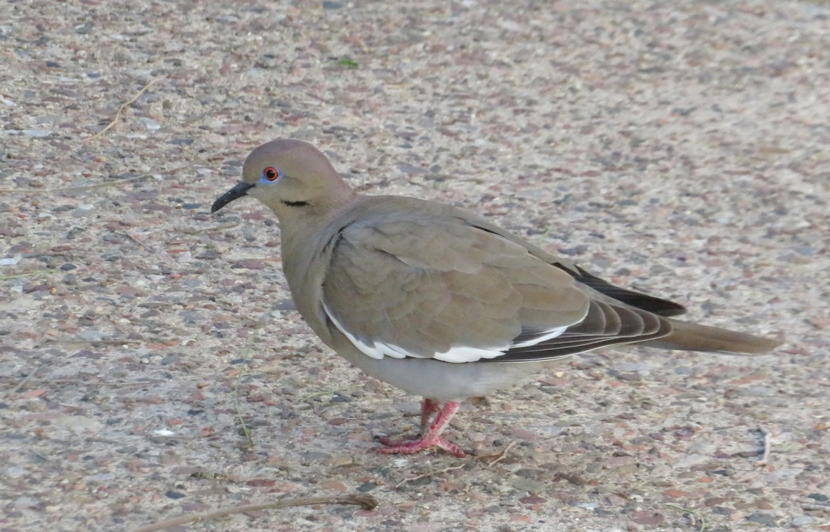 White-winged Dove - ML227795261