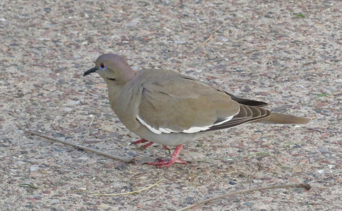 White-winged Dove - Julia Billings