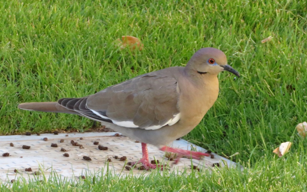 White-winged Dove - ML227795291