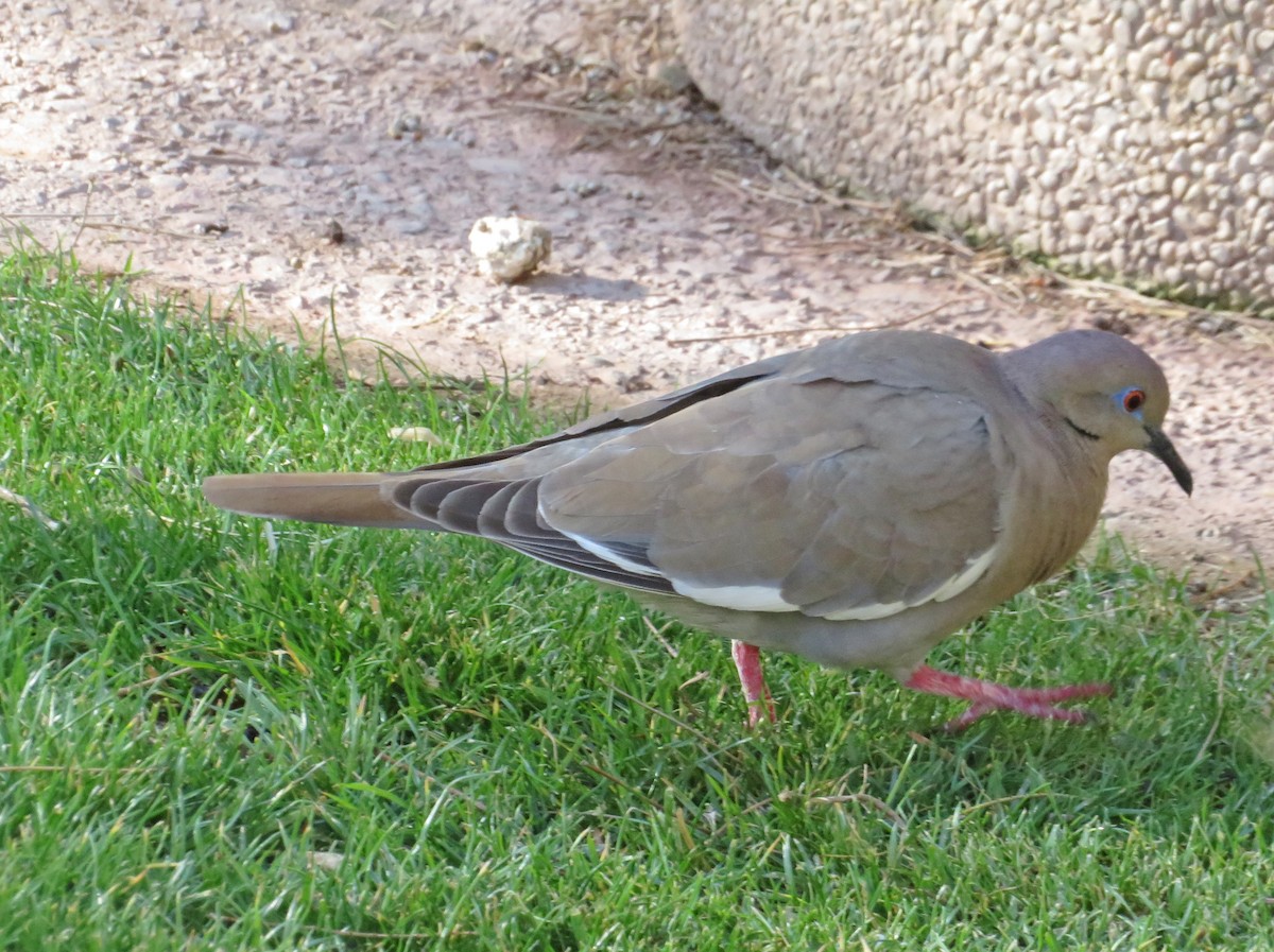 White-winged Dove - Julia Billings