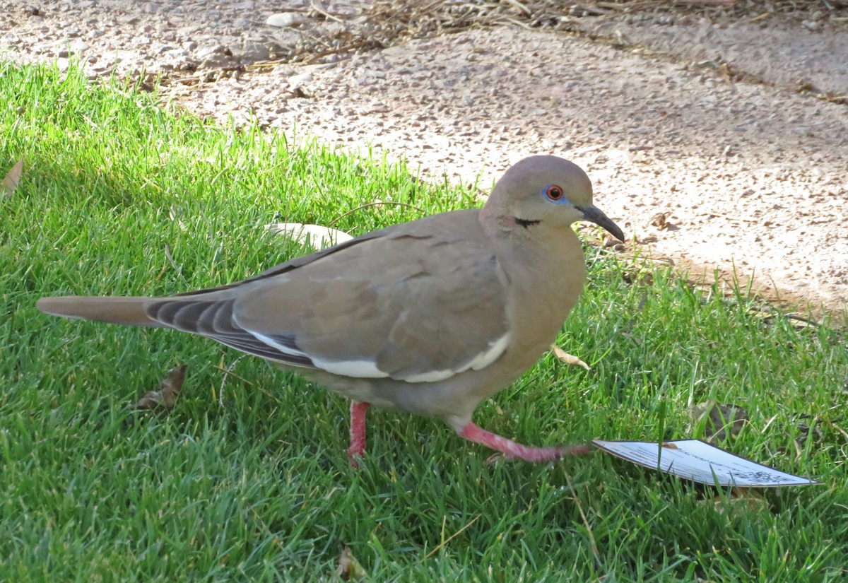 White-winged Dove - ML227795321