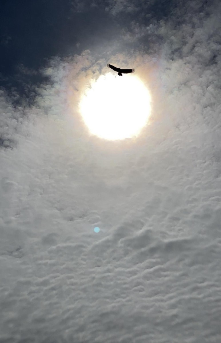 kondor krocanovitý - ML227795731