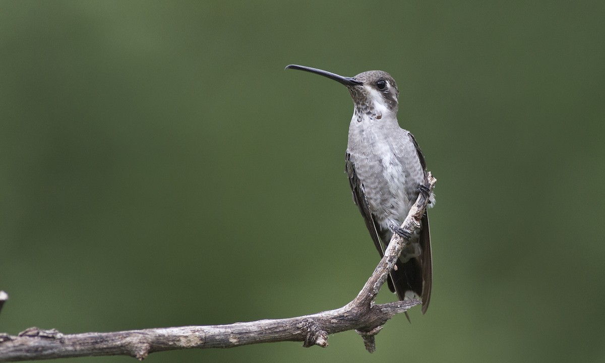 Plain-capped Starthroat - ML227797241