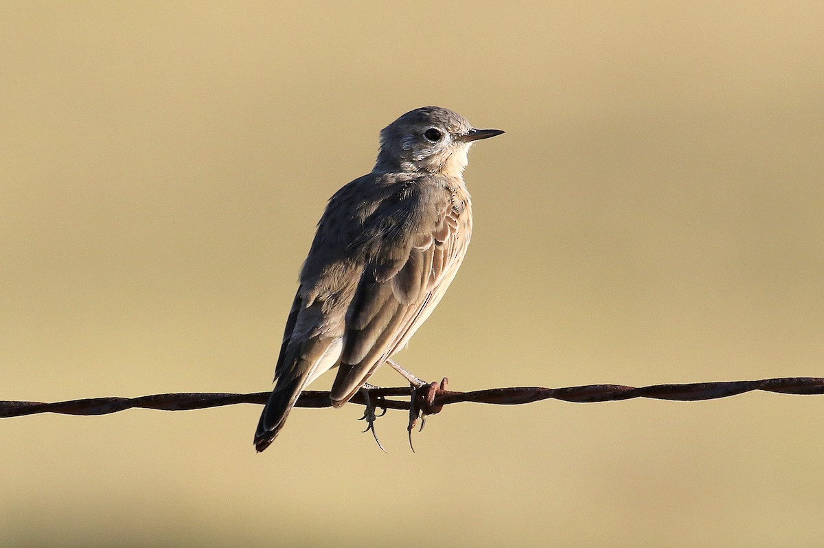 American Pipit - ML227797751