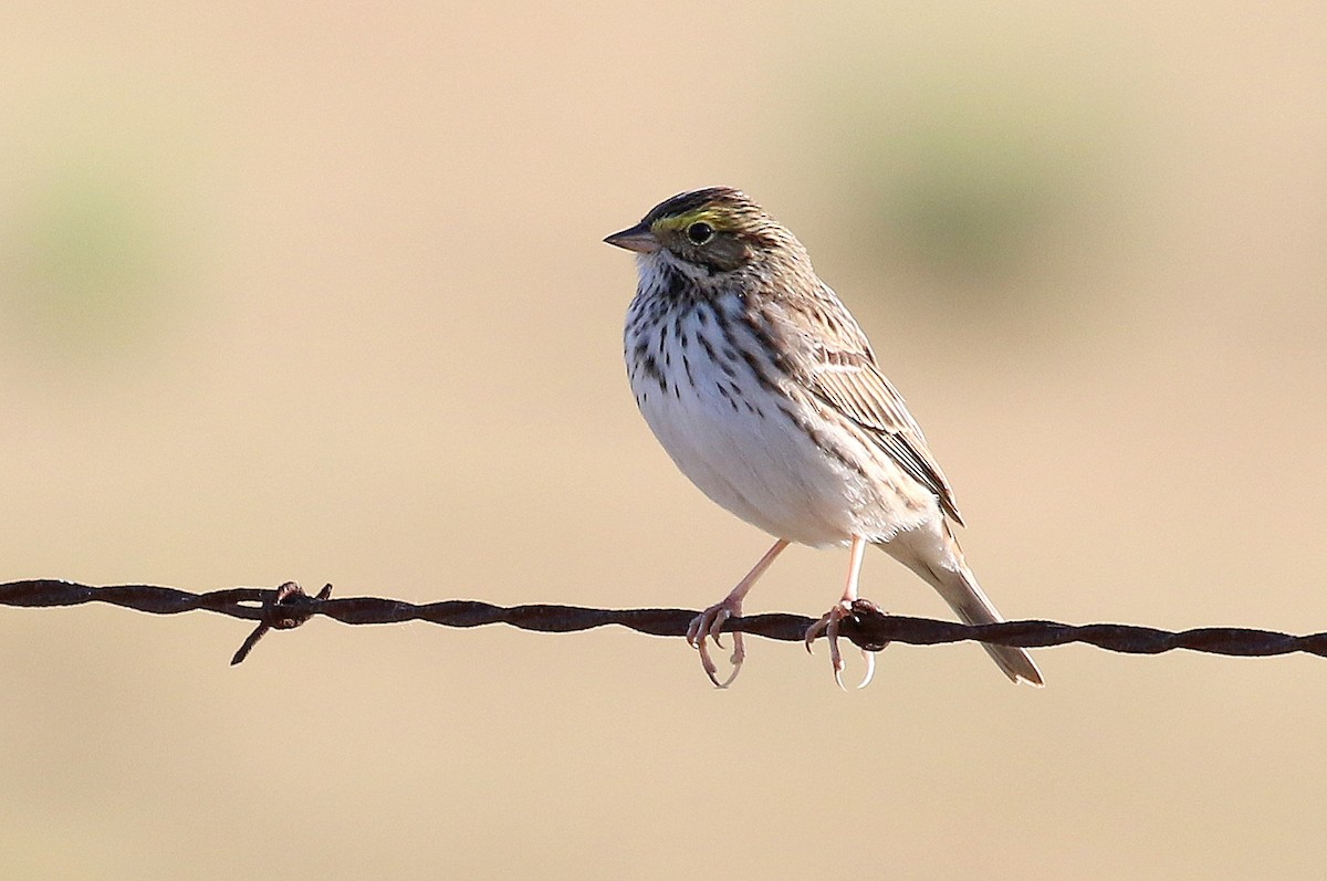 Savannah Sparrow - ML227797761