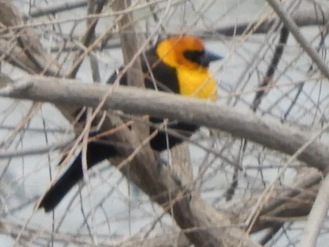 Yellow-headed Blackbird - ML227798281