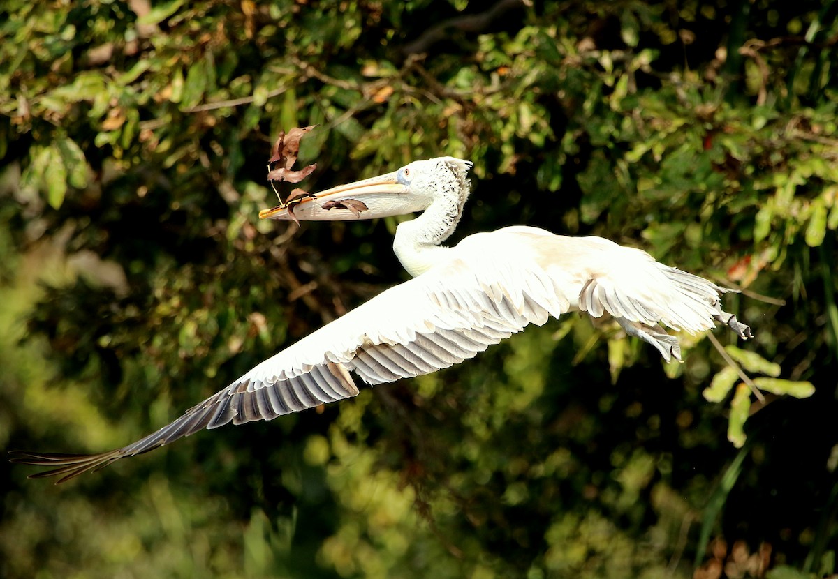 Spot-billed Pelican - ML22779911