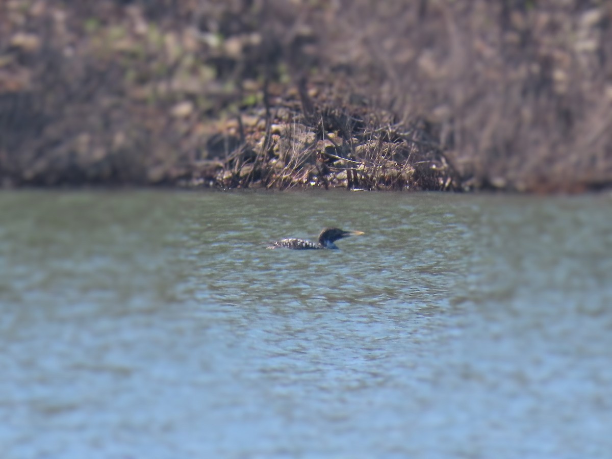 Yellow-billed Loon - ML227799221