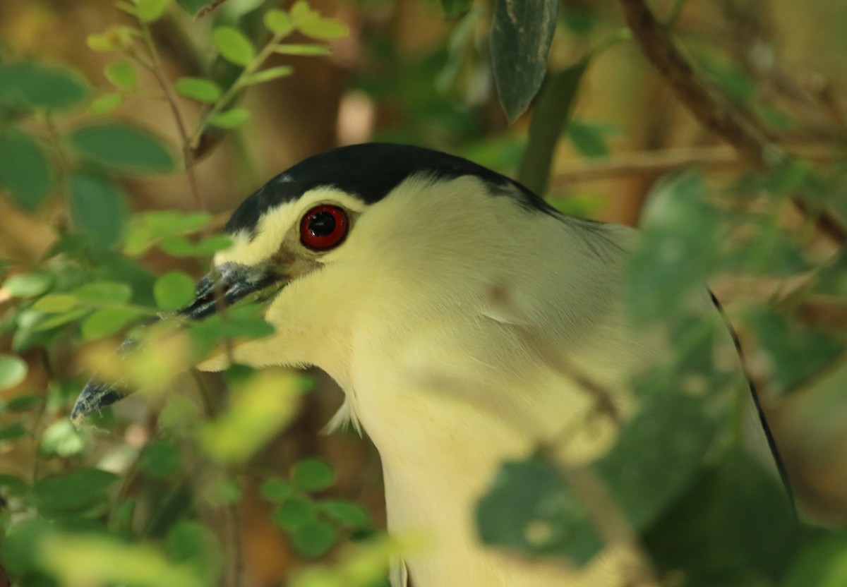 Black-crowned Night Heron - ML22780011