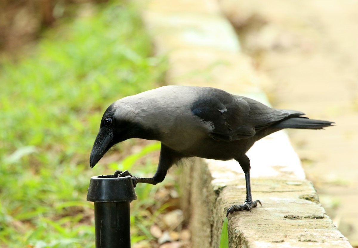 House Crow - ML22780041