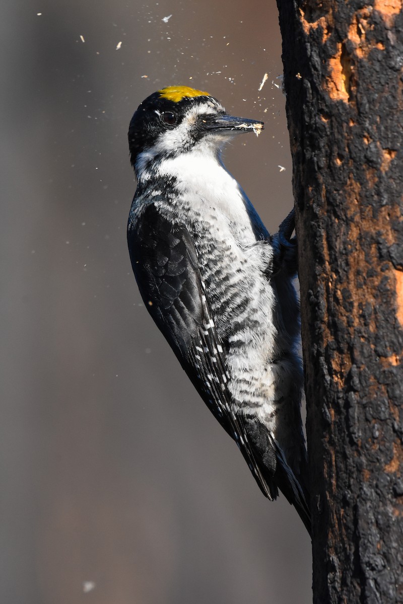 Black-backed Woodpecker - ML227800611