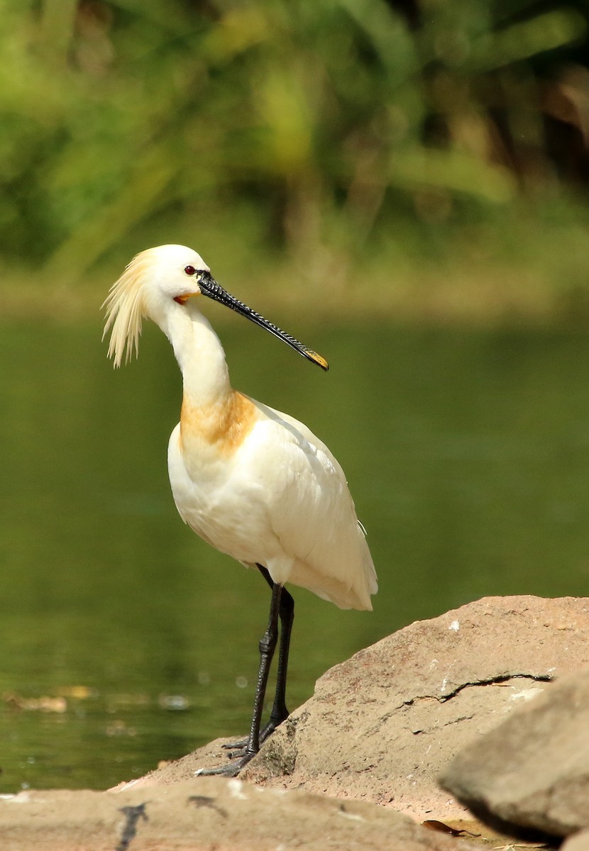 Eurasian Spoonbill - Sneha Gupta