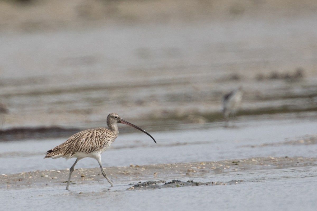 Eurasian Curlew - John Sterling