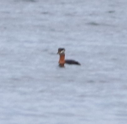Red-necked Grebe - ML227807781