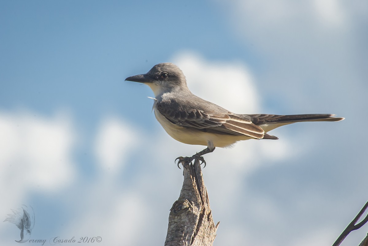 Gray Kingbird - ML22780931